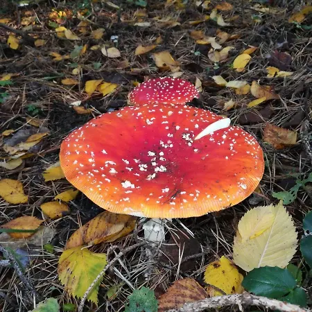 In Koepenick Lägenhet *