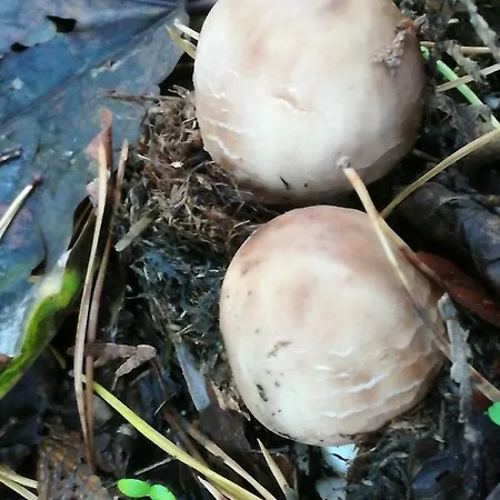 Daire In Koepenick *