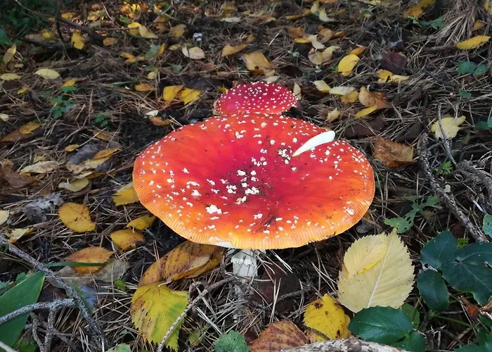 In Koepenick 아파트 *