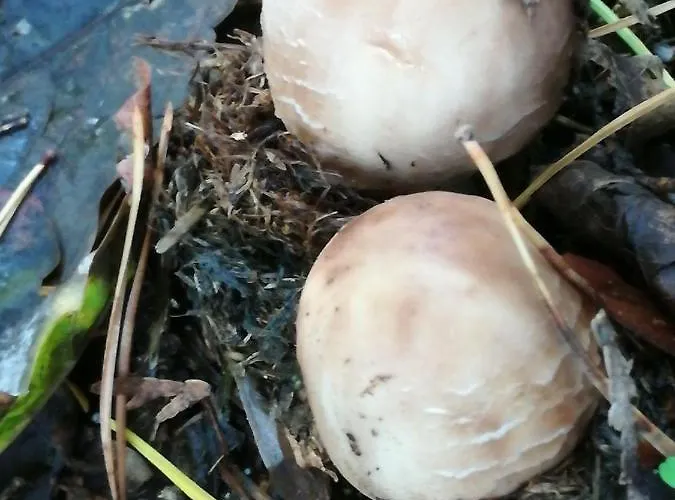 아파트 In Koepenick *